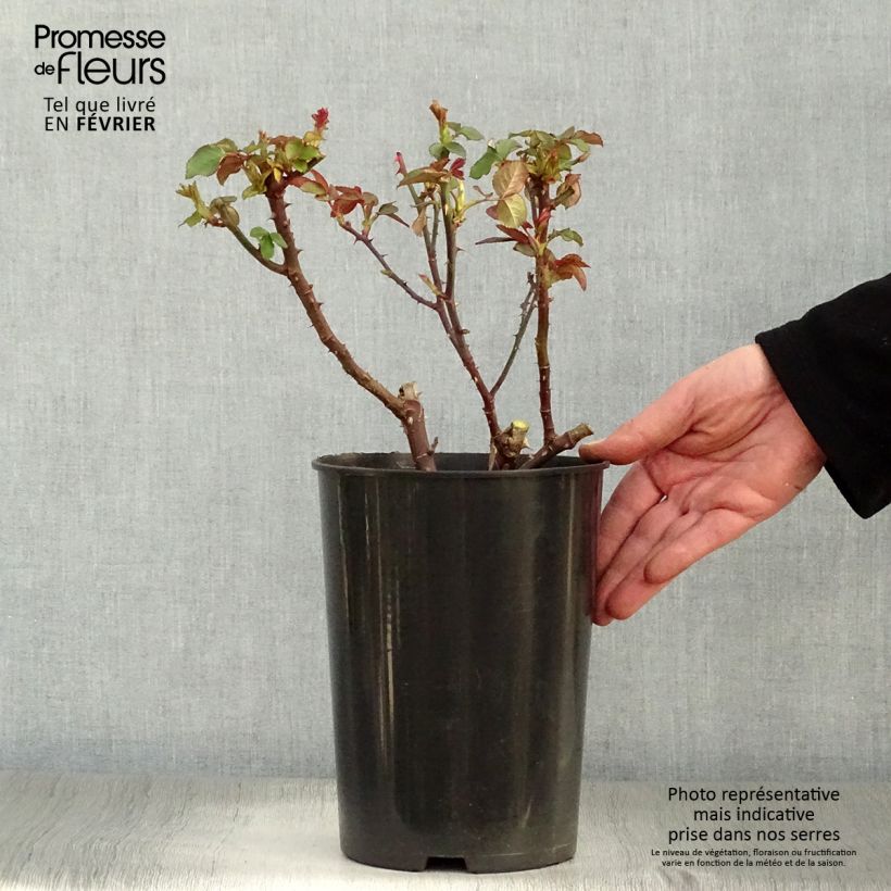Exemplaar van Rosa Souvenir de Baden-Baden - Grootbloemige roos Pot van 4 l/5 l zoals geleverd in de winter