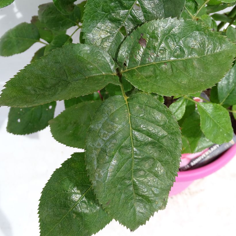 Rosa Special Anniversary - Grootbloemige roos (Blad)