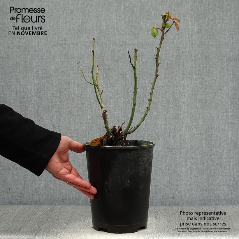 Exemplaar van Rosa Special Anniversary - Grootbloemige roos Pot van 4 l/5 l zoals geleverd in de herfst