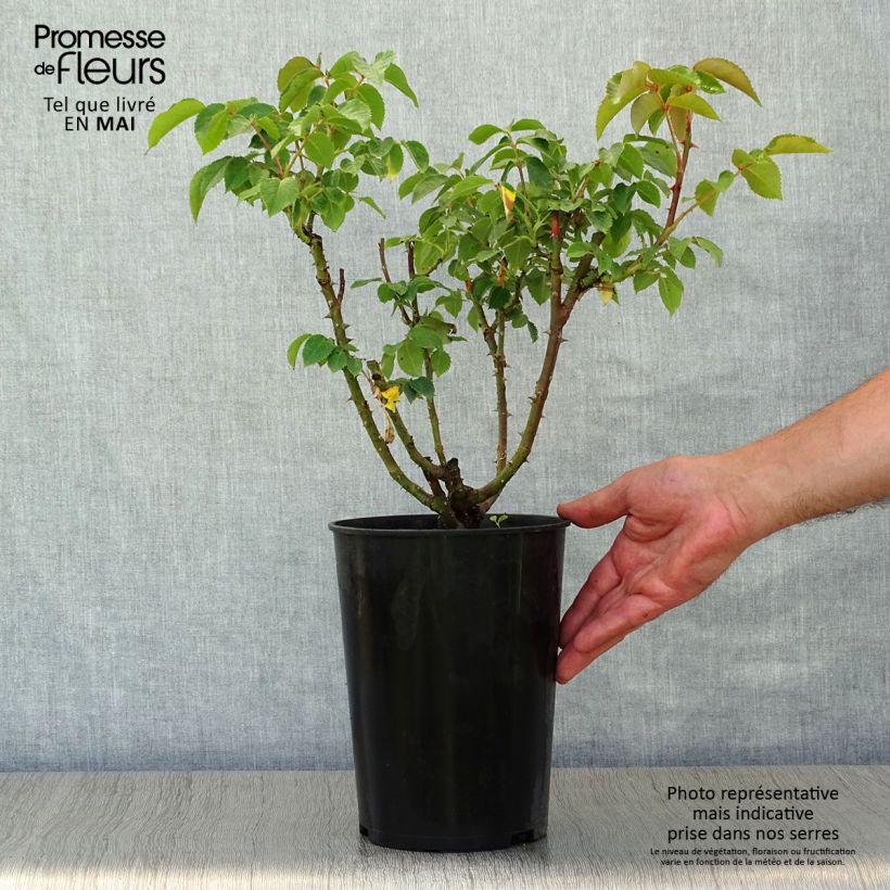 Exemplaar van Rosa Sunny Sky - Grootbloemige roos Pot van 4 l/5 l zoals geleverd in de lente