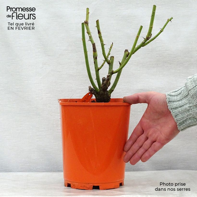 Exemplaar van Rosa Sweet Eureka - Grootbloemige roos Pot van 4 l/5 l zoals geleverd in de winter