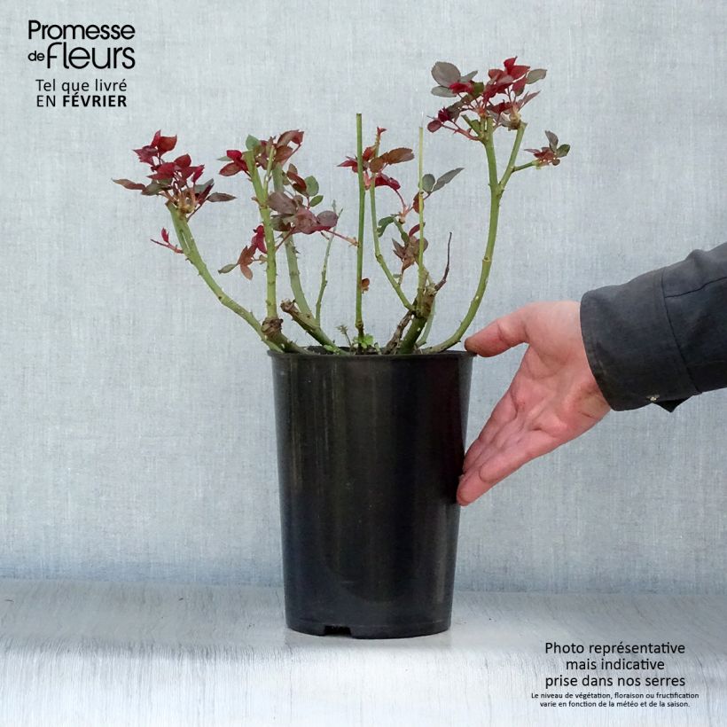 Exemplaar van Rosa Chandos Beauty - Grootbloemige roos Pot van 4 l/5 l zoals geleverd in de winter