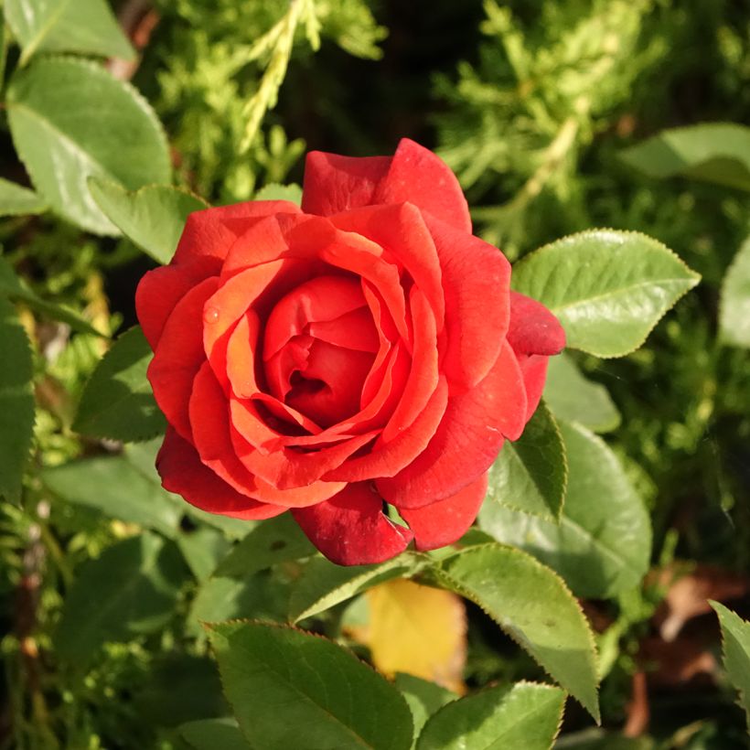 Rosa Terra Botanica - Grootbloemige roos (Bloei)