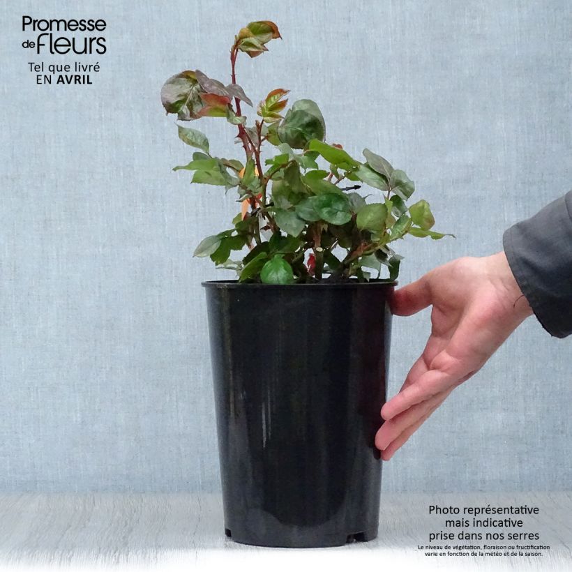 Exemplaar van Rosa Terracotta - Grootbloemige roos Pot van 4 l/5 l zoals geleverd in de lente