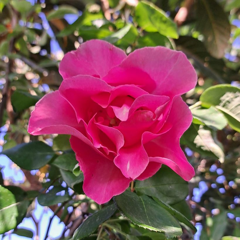 Rosa The McCartney Rose - Grootbloemige roos (Bloei)