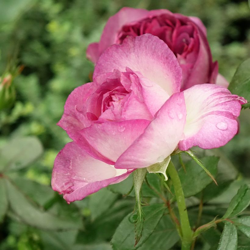 Rosa Thierry Marx - Grootbloemige roos (Bloei)