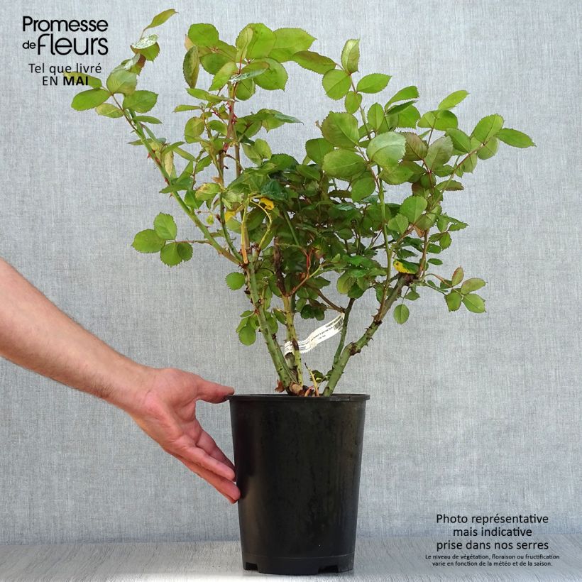 Exemplaar van Rosa Thierry Marx - Grootbloemige roos Pot van 4 l/5 l zoals geleverd in de lente