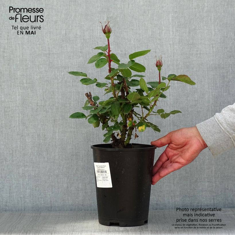 Exemplaar van Rosa Traviata - Grootbloemige roos Pot van 4 l/5 l zoals geleverd in de lente