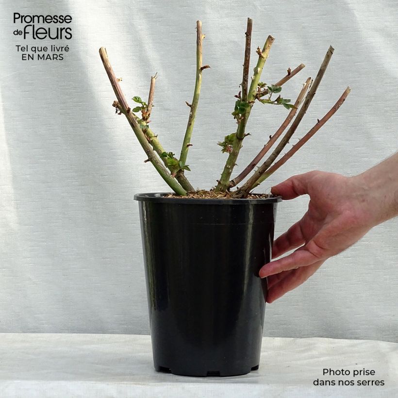 Example of Rosa Eveline Wild - Struikroos Pot van 4 l/5 l as you get in printemps