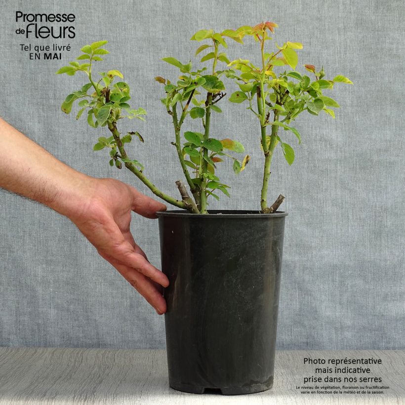 Exemplaar van Rosa Sophie Luise - Struikroos Pot van 4 l/5 l zoals geleverd in de lente