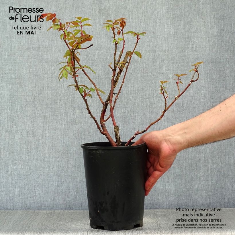 Exemplaar van Rosa Sweet Honey - struikroos Pot van 4 l/5 l zoals geleverd in de lente