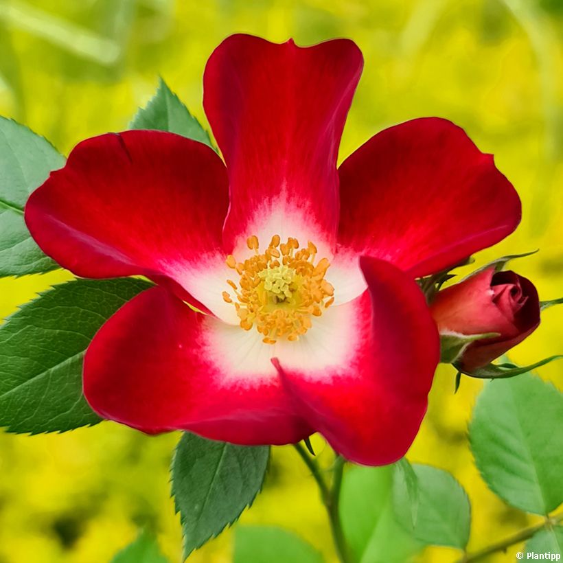 Rosa Everglow Ruby - Trosroos (Bloei)