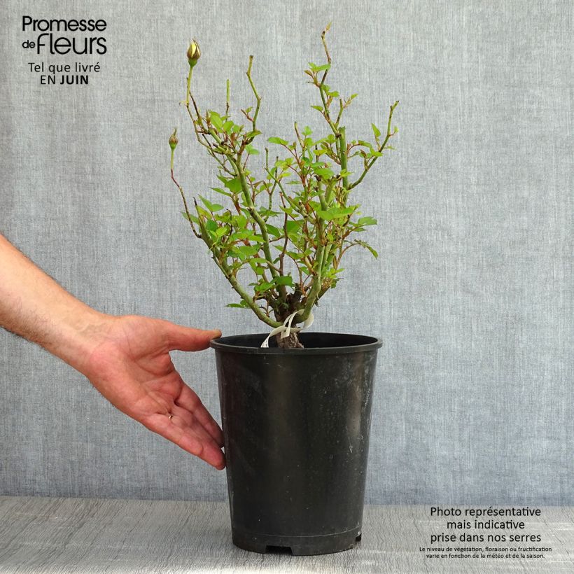 Exemplaar van Rosa Picnic (Bio) - Trosroos Pot van 4 l/5 l zoals geleverd in de lente