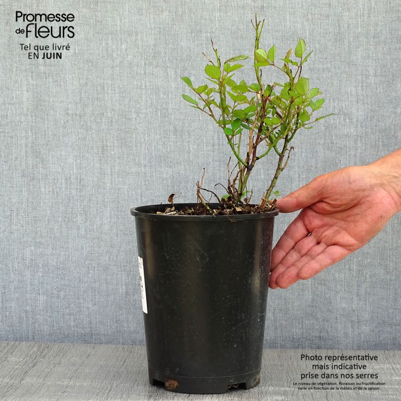 Example of Rosa Romantic Date (Bio) - Trosroos Pot van 4 l/5 l as you get in printemps