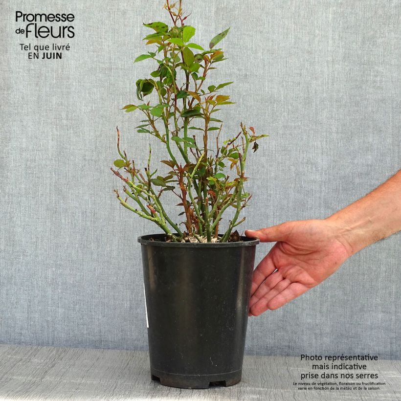 Exemplaar van Rosa Tiramisu BIO - Trosroos Pot van 4 l/5 l zoals geleverd in de lente
