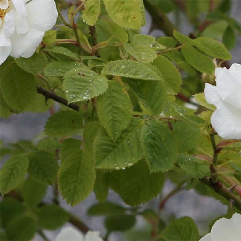 Rosa Alba Suaveolens - Historische roos (Foliage)