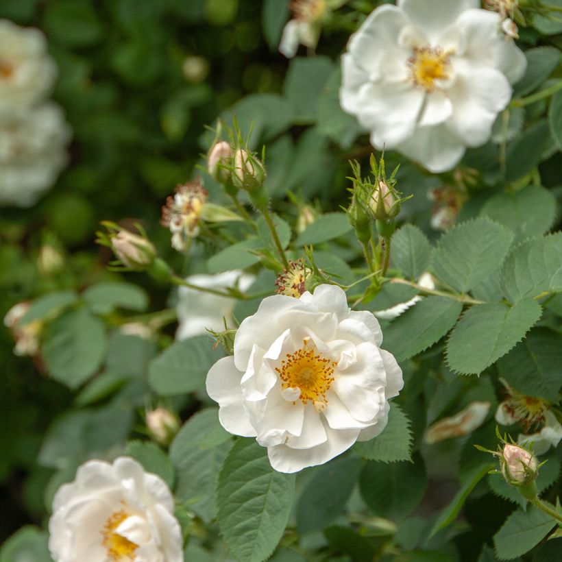 Rosa Alba Suaveolens - Historische roos (Flowering)