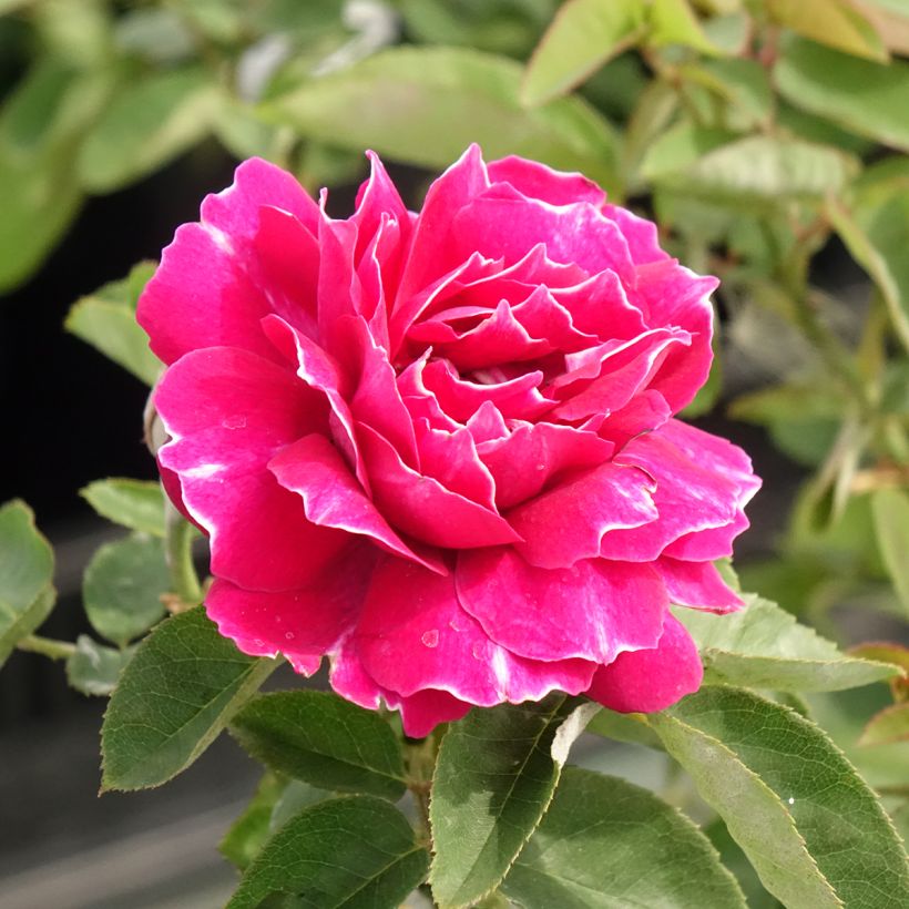 Rosa Baron Girod de l'Ain - Historische roos (Bloei)