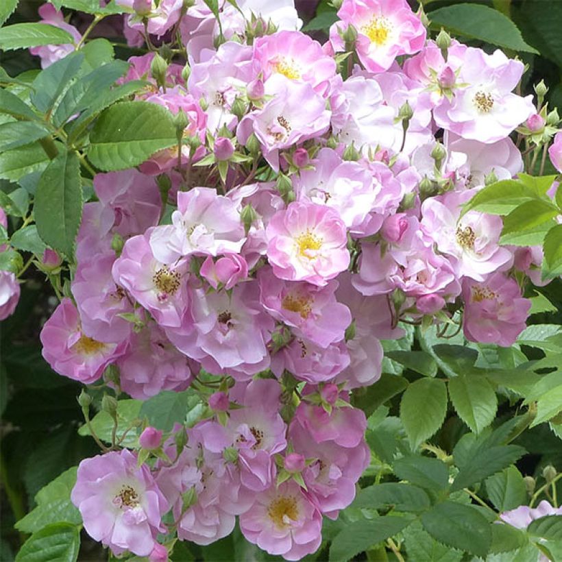 Rosa Blush Rambler - Historische klimroos (Flowering)