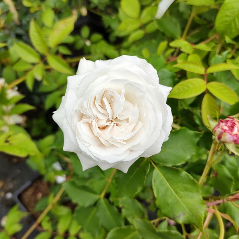 Rosa Boule de Neige - Historische roos (Bloei)