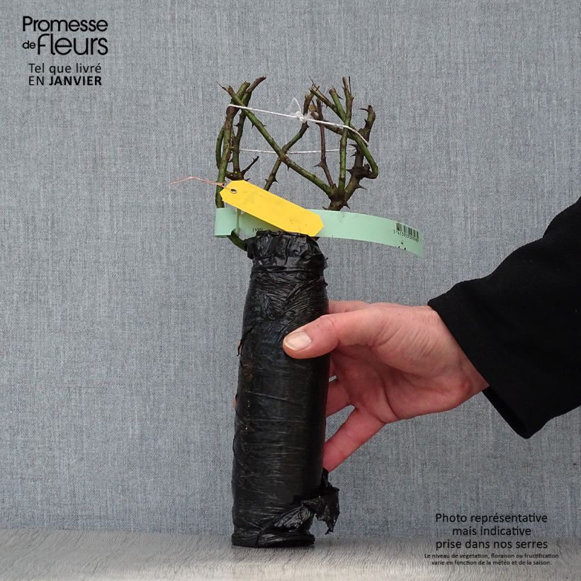 Exemplaar van Rosa Boule de Neige - Historische roos In kluit zoals geleverd in de winter