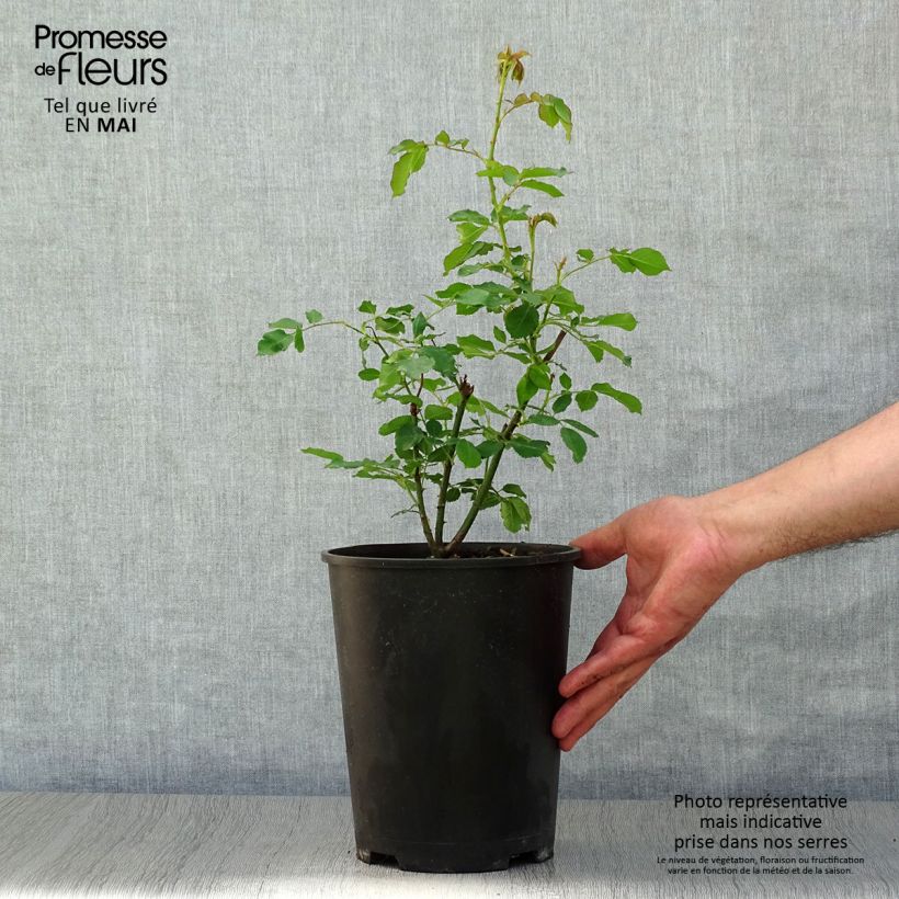 Exemplaar van Rosa Boule de Neige - Historische roos Pot van 4 l/5 l zoals geleverd in de lente