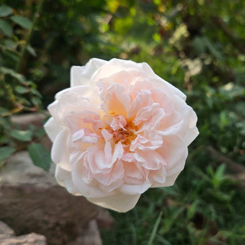 Rosa Buff Beauty - Muskusroos (Flowering)