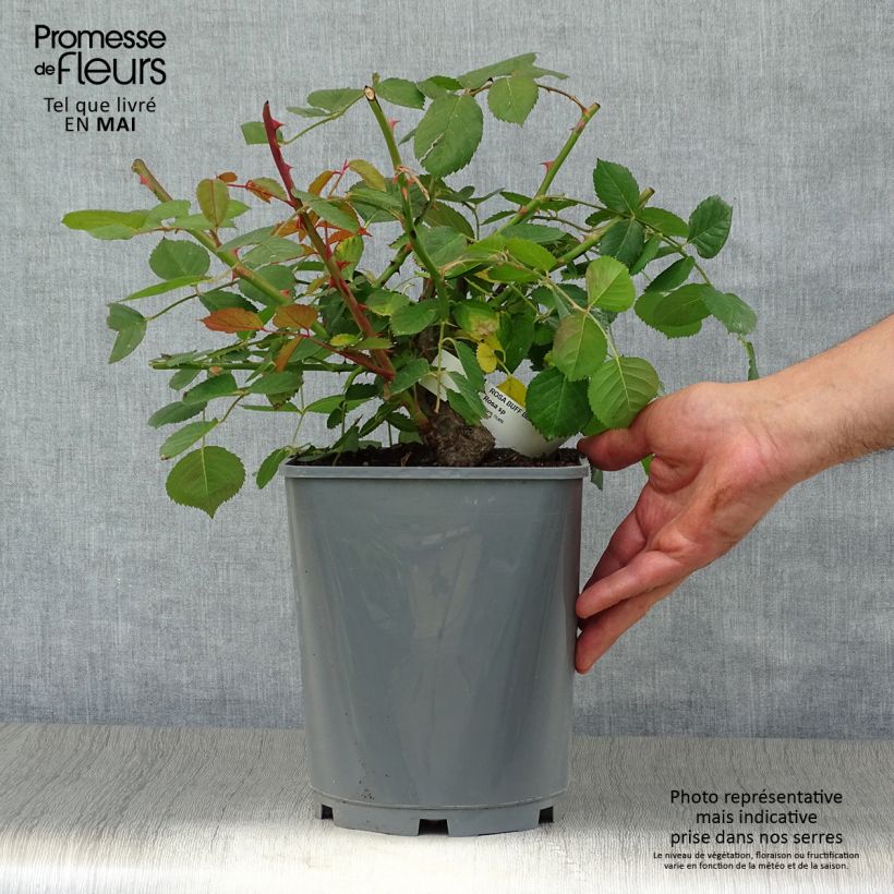 Example of Rosa Buff Beauty - Muskusroos Pot van 4 l/5 l as you get in printemps
