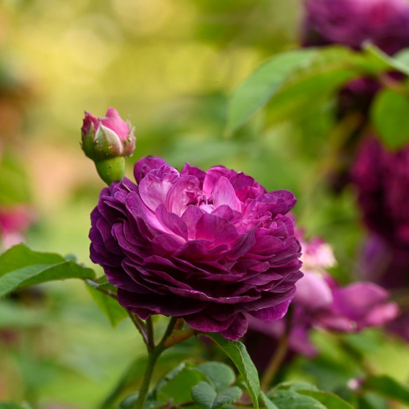 Rosa Cardinal de Richelieu - Historische roos (Bloei)
