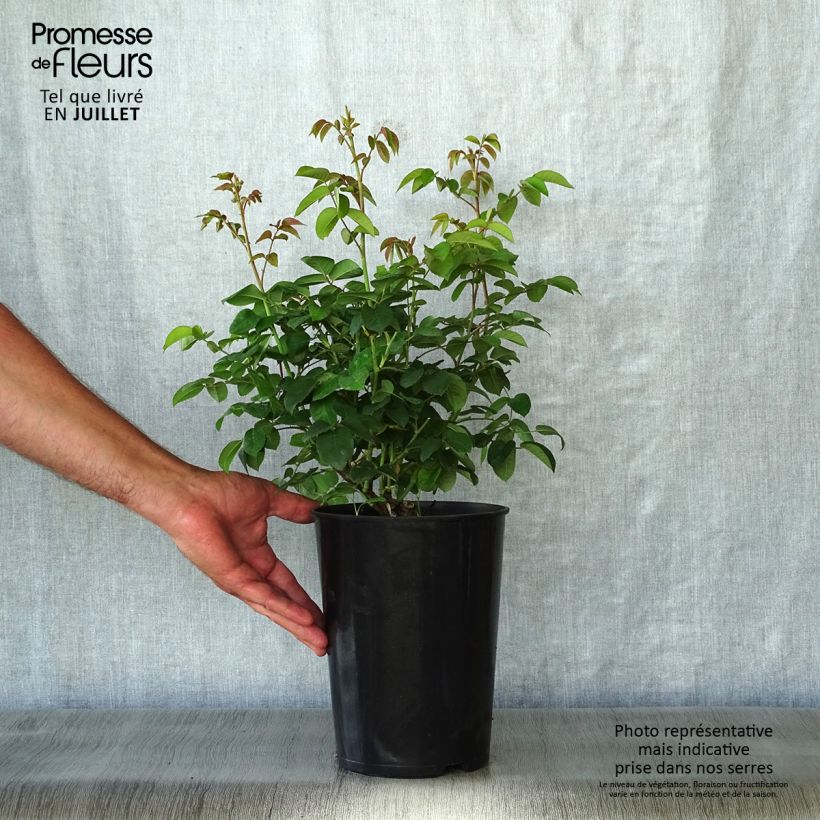 Exemplaar van Rosa Cardinal de Richelieu - Historische roos Pot van 4 l/5 l zoals geleverd in de zomer