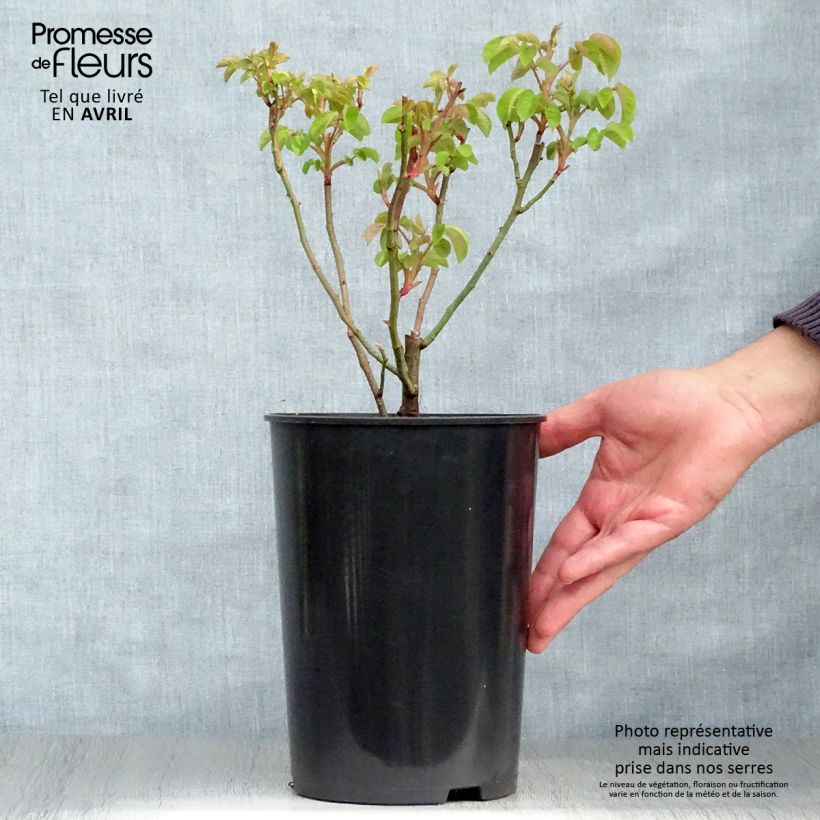 Exemplaar van Rosa Cardinal de Richelieu - Historische roos Pot van 4 l/5 l zoals geleverd in de lente