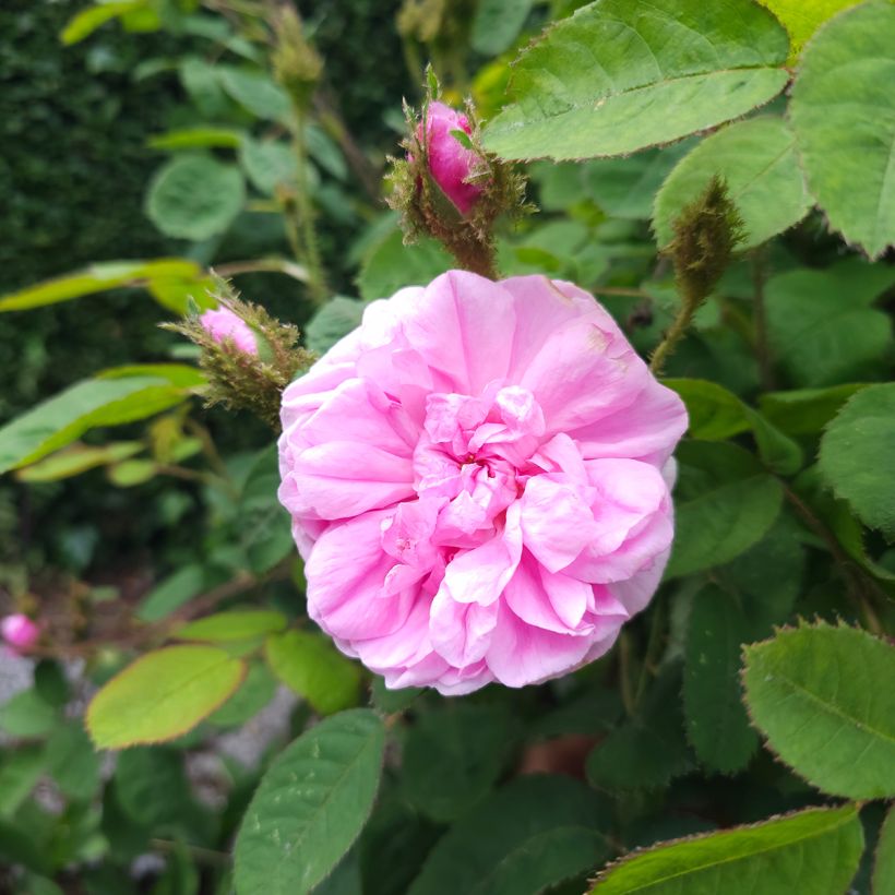 Rosa centifolia Muscosa - Historische roos (Bloei)