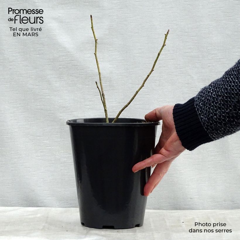 Example of Rosa centifolia Cristata - Historische roos Pot van 4 l/5 l as you get in printemps