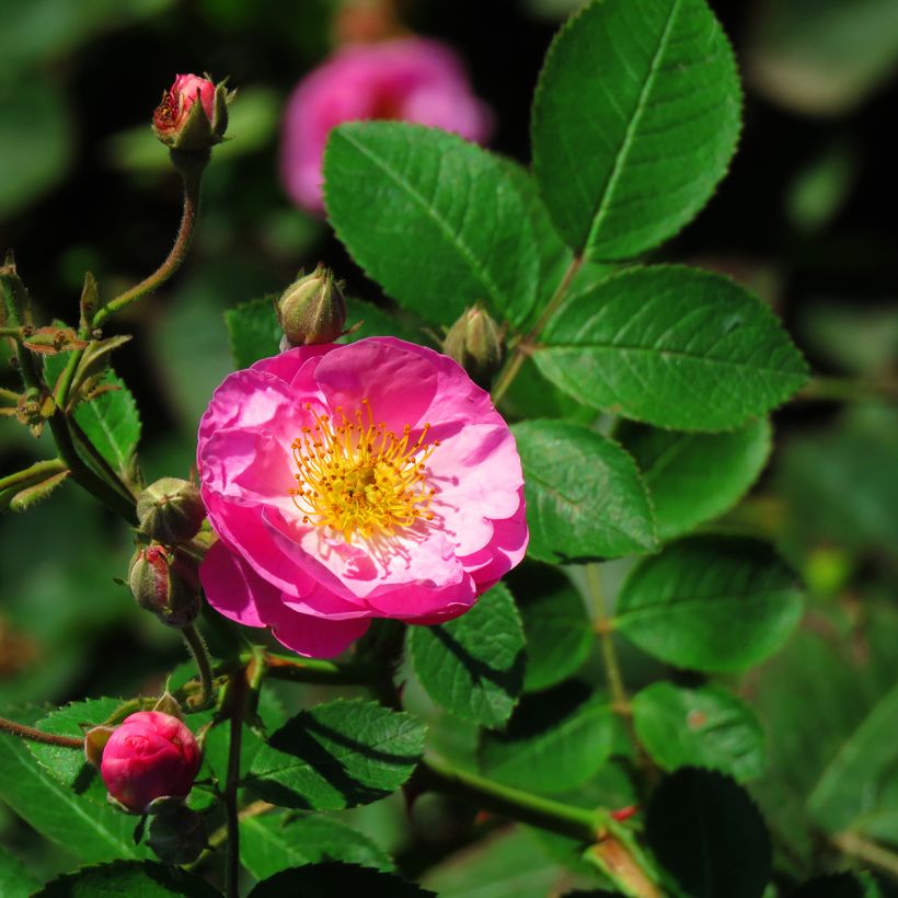 Rosa Complicata - Historische roos (Flowering)