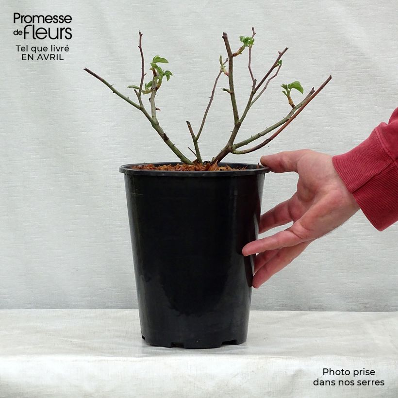 Example of Rosa Complicata - Historische roos Pot van 4 l/5 l as you get in printemps