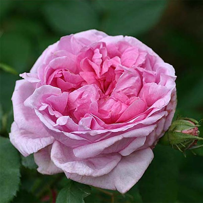 Rosa Comte de Chambord - Historische roos (Bloei)