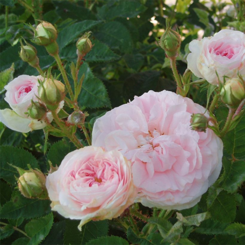 Rosa Great Maiden's Blush - Historische roos (Bloei)