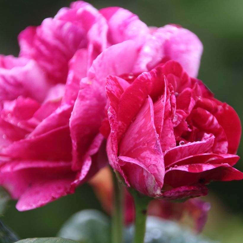 Rosa Ferdinand Pichard - Historische roos (Flowering)