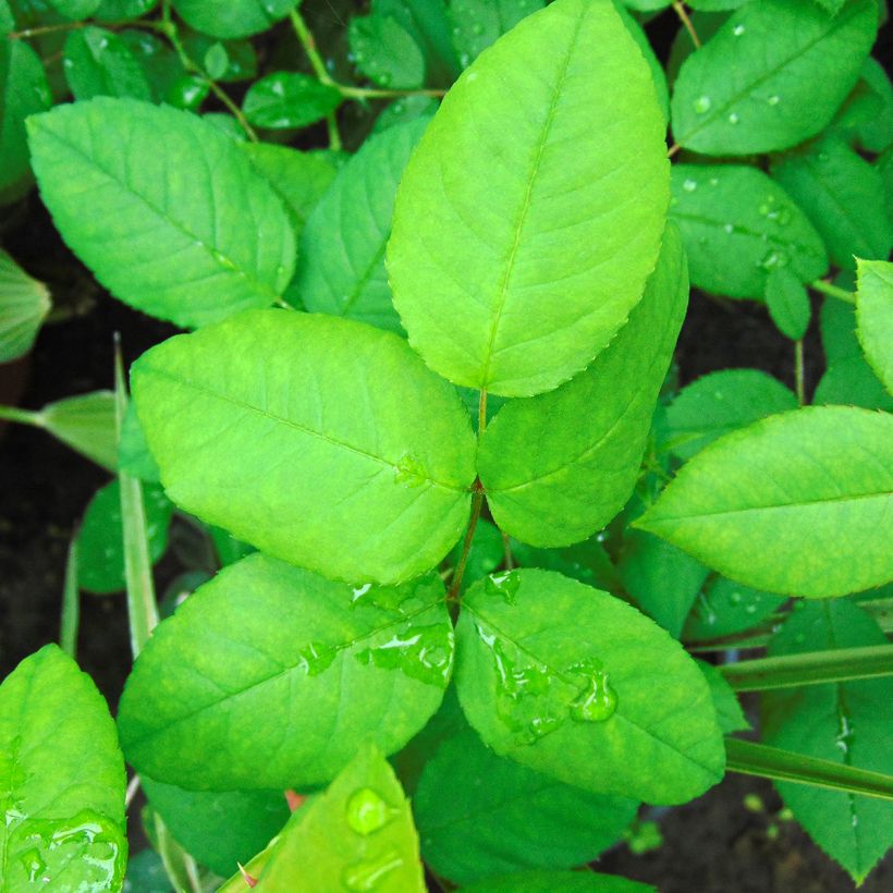 Rosa Ferdinand Pichard - Historische roos (Foliage)