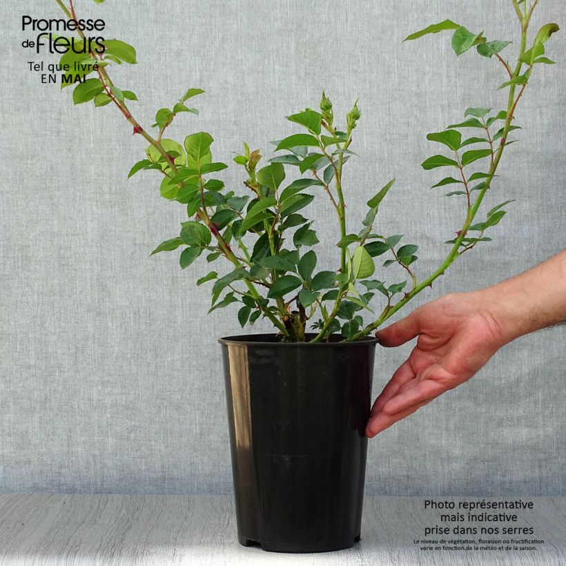 Exemplaar van Rosa Fragrant Old Yellow - Grootbloemige roos Pot van 4 l/5 l zoals geleverd in de lente