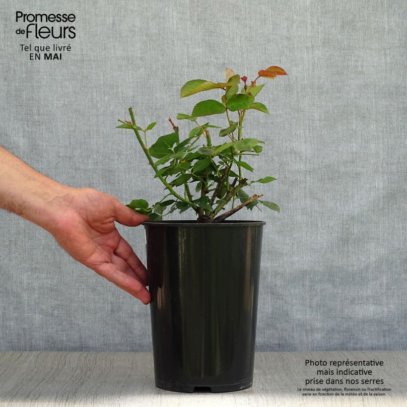 Exemplaar van Rosa Fragrant Old Purple - David Austinroos Pot van 4 l/5 l zoals geleverd in de lente