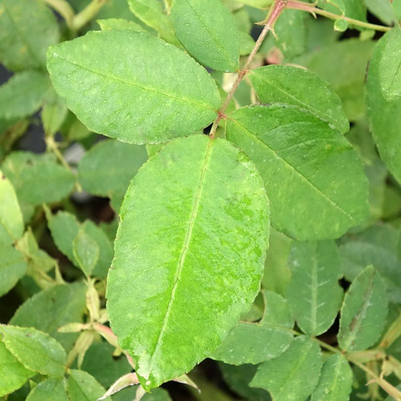 Rosa gallica Gros Provins Panaché BIO - Historische roos (Blad)