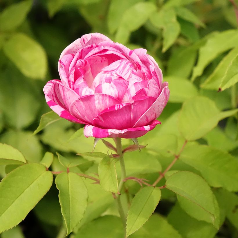 Rosa Gros Provins Panaché - Historische roos (Bloei)