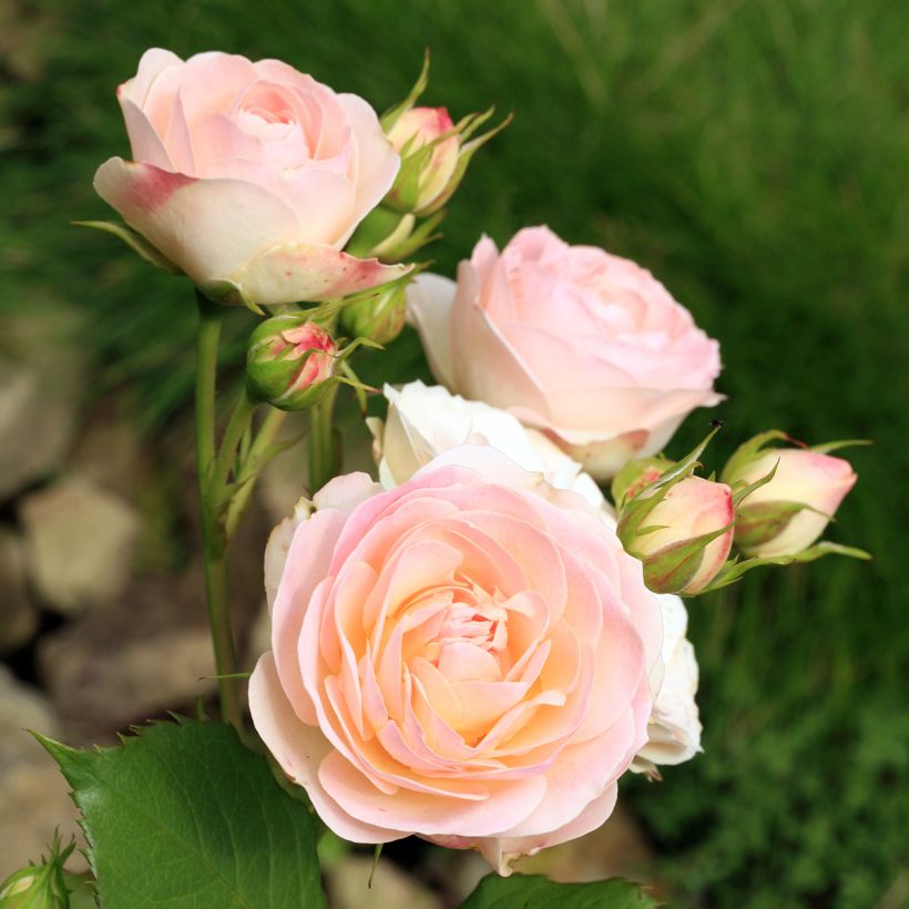 Rosa Gruss an Aachen - Historische roos (Bloei)