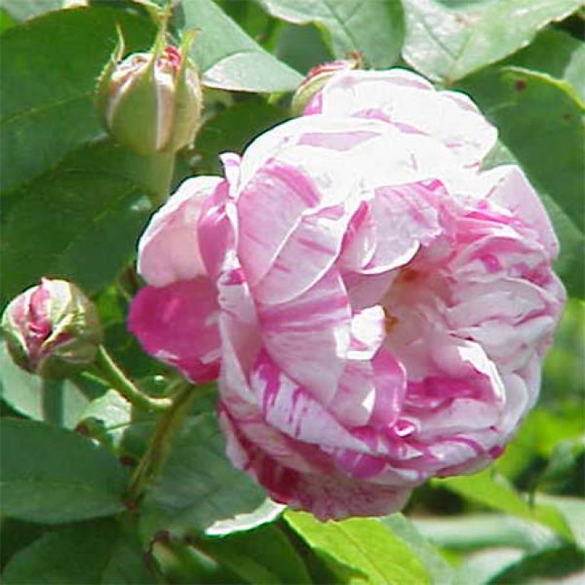Rosa Honorine de Brabant - Historische roos (Bloei)