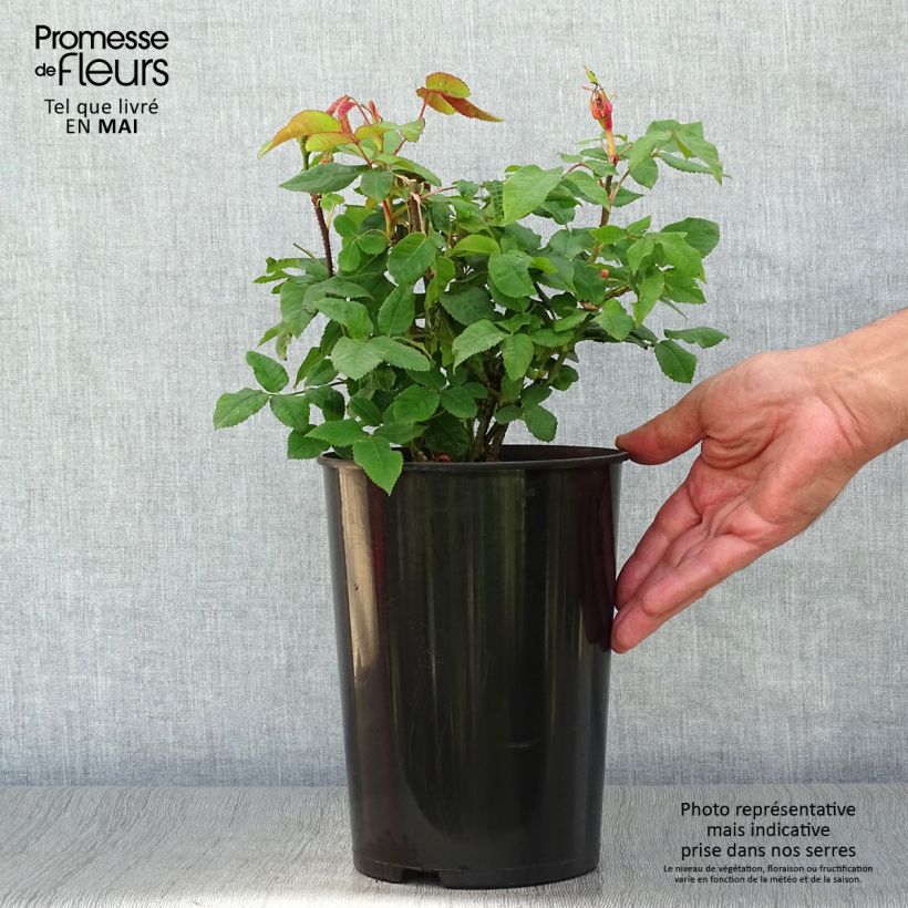 Example of Rosa Jacques Cartier - Historische roos Pot van 4 l/5 l as you get in printemps