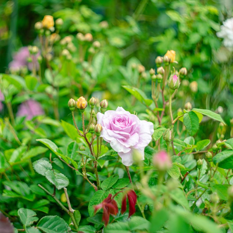 Rosa Jenny Duval - Historische roos (Groeiplaats)