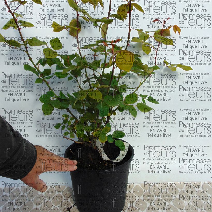 Voorbeeld van een exemplaar van Rosa La France - Grootbloemige roos Pot van 4 l/5 l zoals geleverd