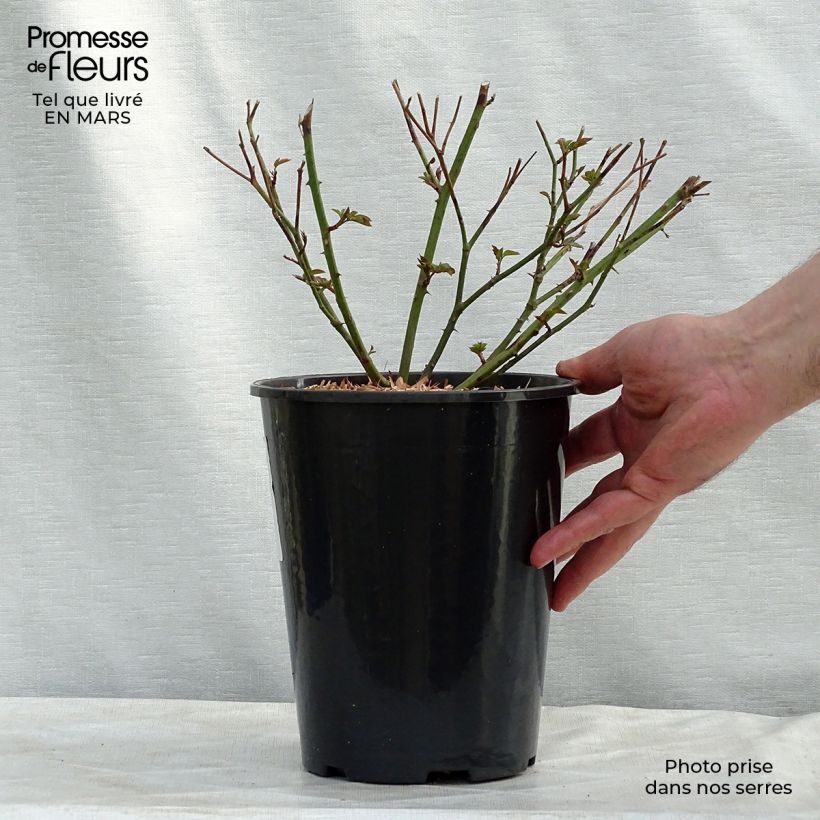 Exemplaar van Rosa Little White Pet - Historische roos Pot van 4 l/5 l zoals geleverd in de winter