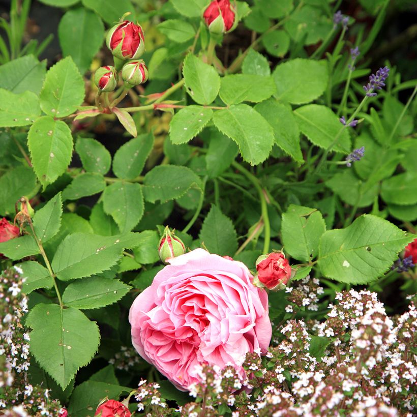 Rosa Louise Odier - Historische roos (Blad)